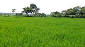 Agricultural Land 9 Acre for Sale in Samrala, Ludhiana