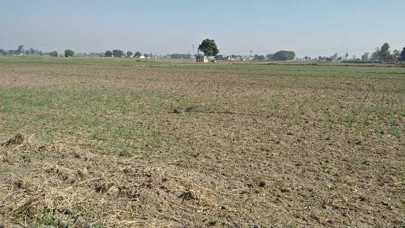 Agricultural Land 12 Acre for Sale in Payal, Ludhiana