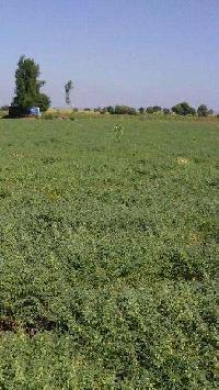  Agricultural Land for Sale in Patur, Akola