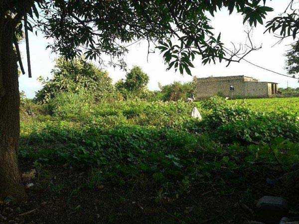  Agricultural Land 16 Bigha for Sale in Talala, Gir Somnath