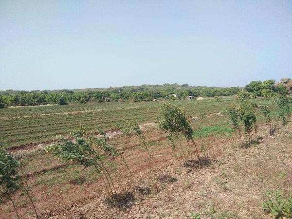 Agricultural Land 13 Bigha for Sale in Talala, Gir Somnath