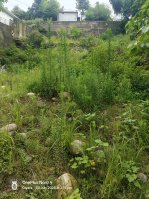  Commercial Land for Sale in Dera Gopipur, Kangra