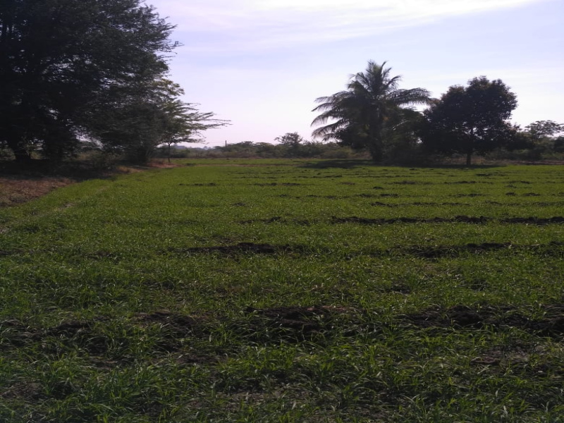  Agricultural Land 124 Guntha for Sale in Daund, Pune