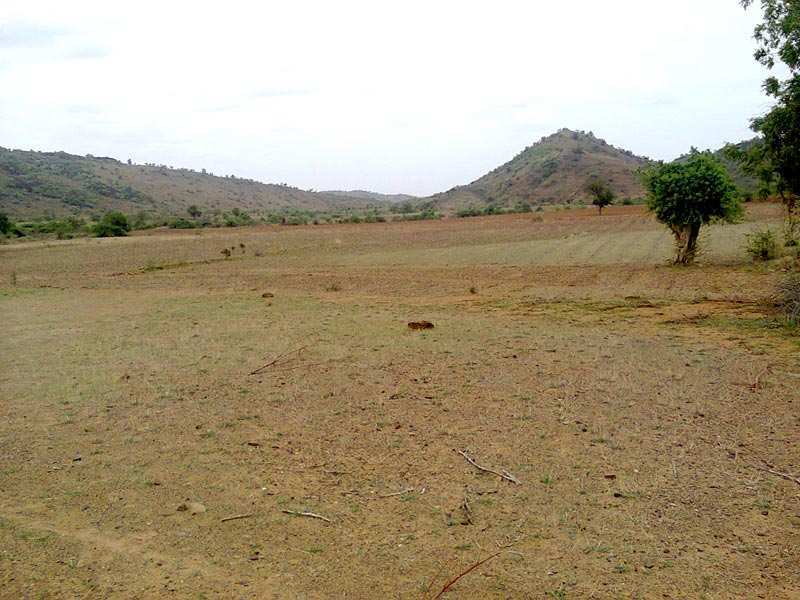Agricultural Land 5 Acre for Sale in Sira, Tumkur