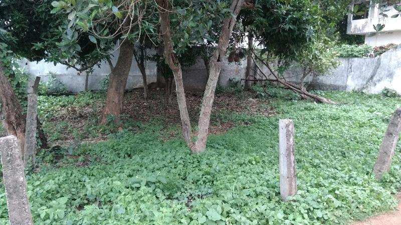 Residential Plot 232 Sq. Yards for Sale in Tanuku, West Godavari