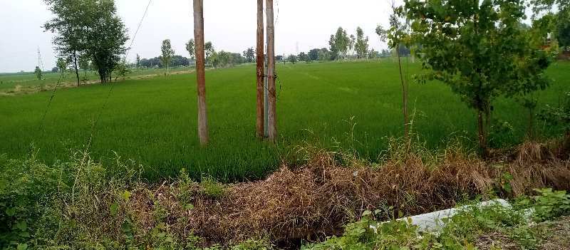 Agricultural Land 2 Acre for Sale in Khatima, Udham Singh Nagar