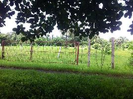  Agricultural Land for Sale in Dahanu, Thane