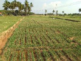  Agricultural Land for Sale in Madampatti, Coimbatore
