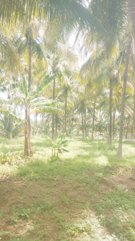  Agricultural Land for Sale in Pollachi, Coimbatore