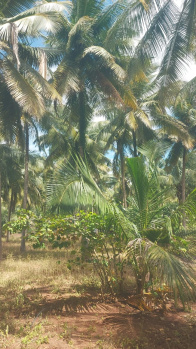  Agricultural Land for Sale in Pollachi, Coimbatore