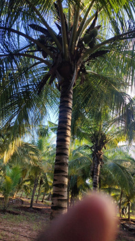  Agricultural Land for Sale in Pollachi, Coimbatore