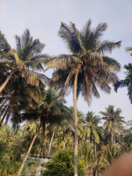 Commercial Land for Sale in Mahalingapuram, Pollachi, Coimbatore