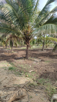  Agricultural Land for Sale in Pollachi, Coimbatore