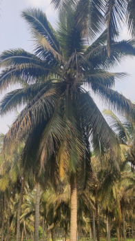  Agricultural Land for Sale in Pollachi, Coimbatore