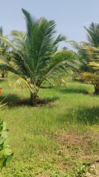  Agricultural Land for Sale in Pollachi, Coimbatore