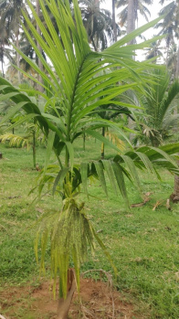  Agricultural Land for Sale in Pollachi, Coimbatore