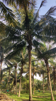  Agricultural Land for Sale in Pollachi, Coimbatore