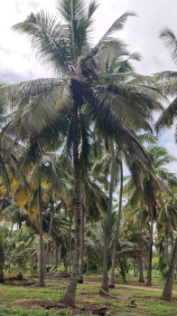  Agricultural Land for Sale in Pollachi, Coimbatore