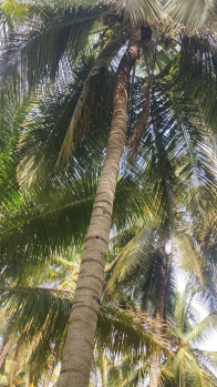  Agricultural Land for Sale in Pollachi, Coimbatore