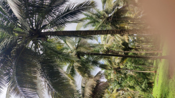  Agricultural Land for Sale in Mahalingapuram, Pollachi, Coimbatore
