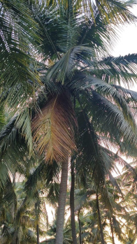 Agricultural Land for Sale in Mahalingapuram, Pollachi, Coimbatore
