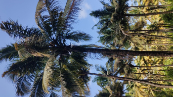  Agricultural Land for Sale in Pollachi, Coimbatore