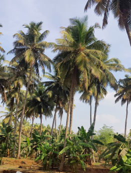  Agricultural Land for Sale in Pollachi, Coimbatore