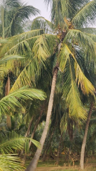 Agricultural Land for Sale in Alagu Nagar, Coimbatore