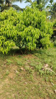  Agricultural Land for Sale in Pollachi, Coimbatore