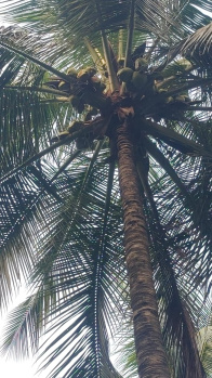  Agricultural Land for Sale in Mahalingapuram, Pollachi, Coimbatore