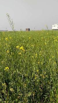  Agricultural Land for Sale in Karbala, Siwan