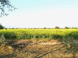  Agricultural Land for Sale in Tonk City, Tonk