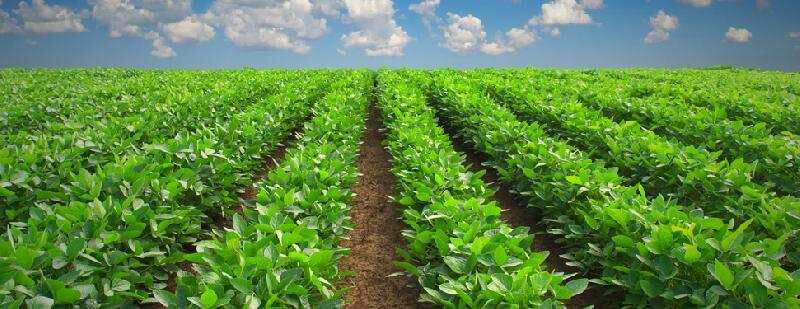  Agricultural Land 38 Bigha for Sale in Bareilly Cantt