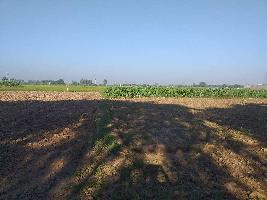  Agricultural Land for Sale in Chandigarh Road, Rajpura