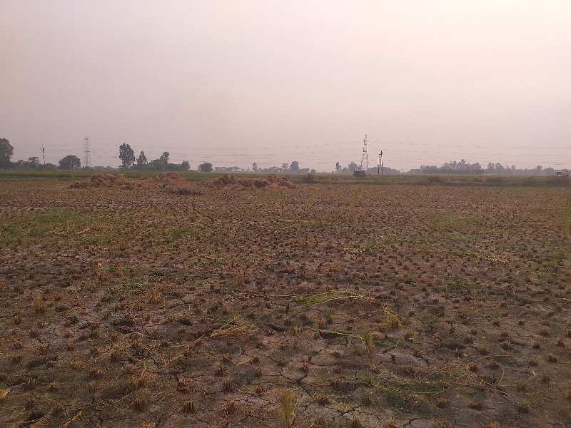 Agricultural Land 160 Bigha for Sale in Landran Banur Road, Mohali
