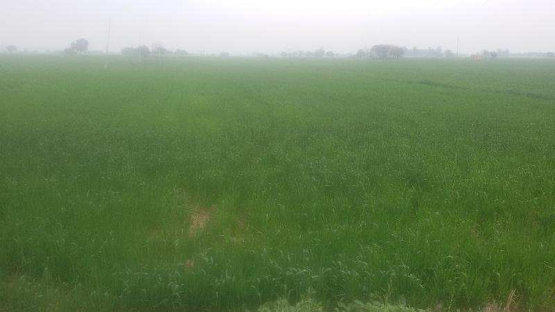 Agricultural Land 100 Acre for Sale in Chandigarh Road, Rajpura