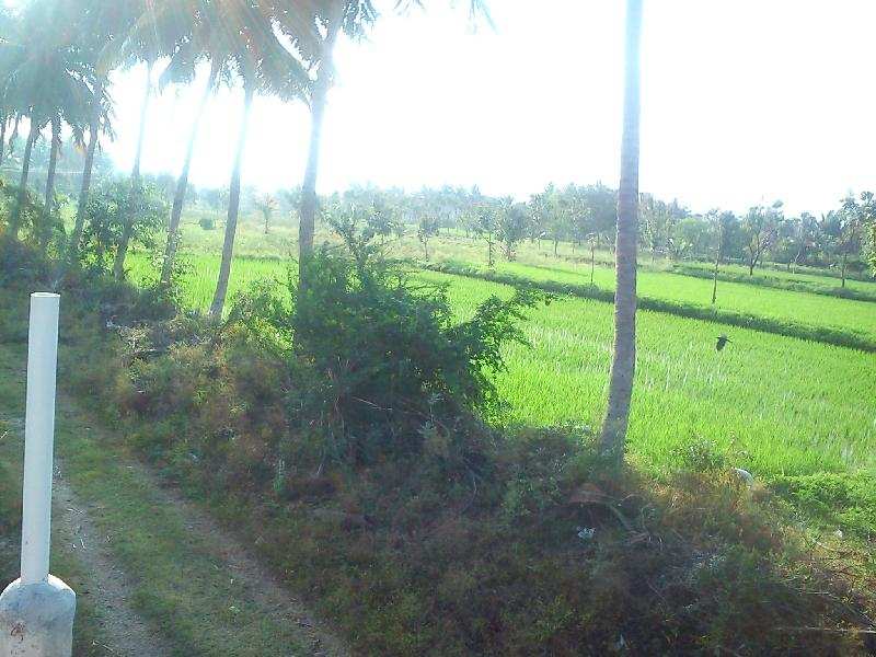 Agricultural Land 5 Ares for Sale in Krishnarayapuram, Karur