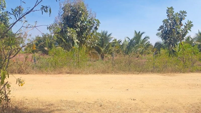  Agricultural Land 80 Acre for Sale in Mysore Road, Mysore Road, Bangalore