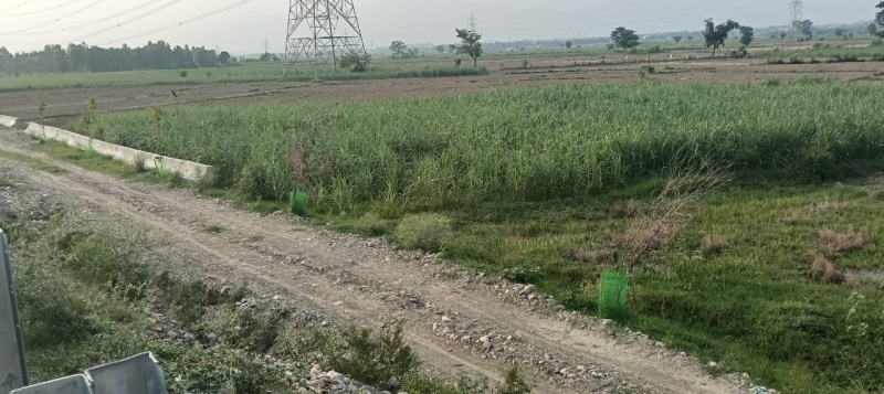  Residential Plot 350 Bigha for Sale in Sabhawala, Dehradun