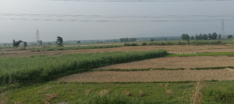 Residential Plot 350 Bigha for Sale in Sabhawala, Dehradun