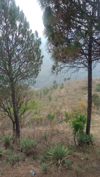  Residential Plot 500 Cent for Sale in Tehri, Tehri Garhwal