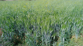  Agricultural Land for Sale in Bandhavgarh National Park, Umaria