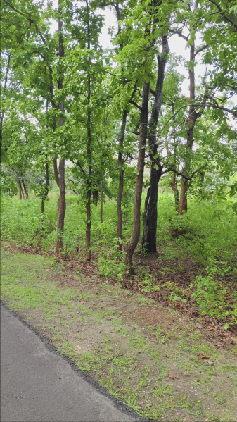 20 Acre Agricultural/Farm Land for Sale in Bandhavgarh National Park, Umaria
