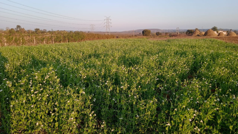  35 Acre Agricultural/Farm Land for Sale in Bandhavgarh National Park, Umaria