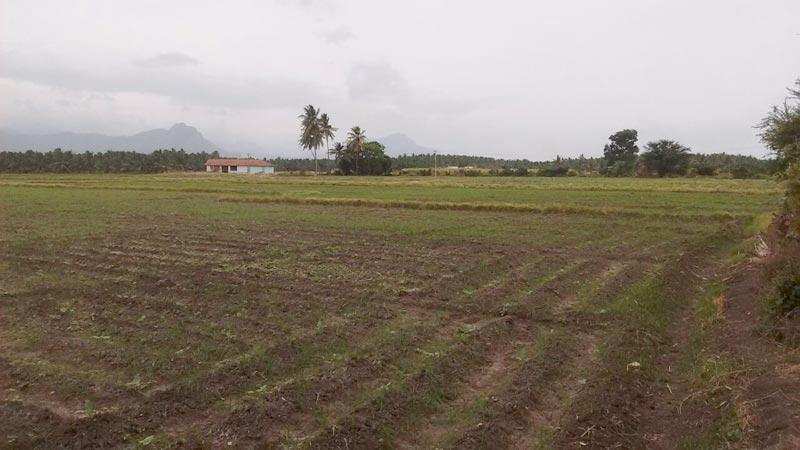  800 Sq.ft. Residential Plot for Sale in Farrukhabad Road, Lucknow