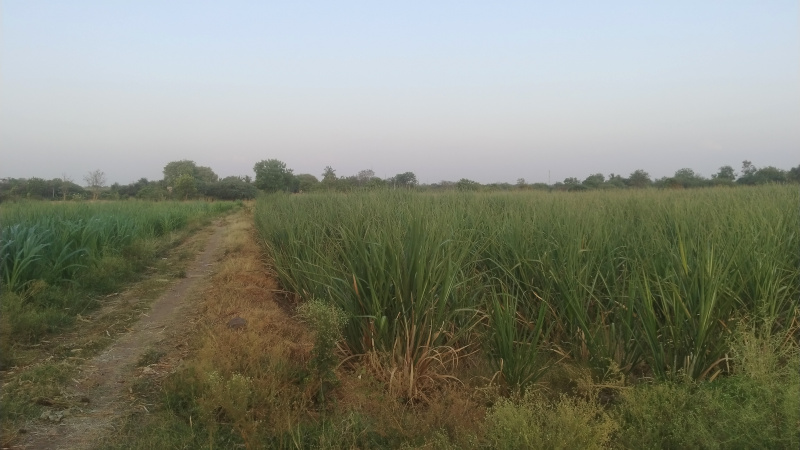  Agricultural Land 60 Acre for Sale in Daund, Pune