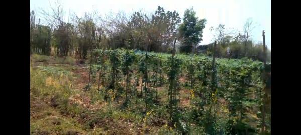  Commercial Land 129 Guntha for Sale in Nagaon, Alibag, Raigad