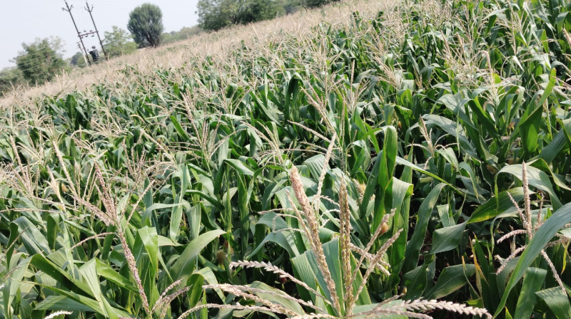  5 Acre Agricultural/Farm Land for Sale in Jamkhed Road, Ahmednagar