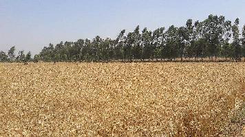  Agricultural Land for Sale in Misrikh Cum Neemsar, Sitapur