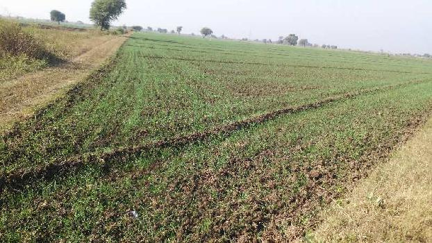  Agricultural Land 6 Bigha for Sale in Keshoraipatan, Bundi